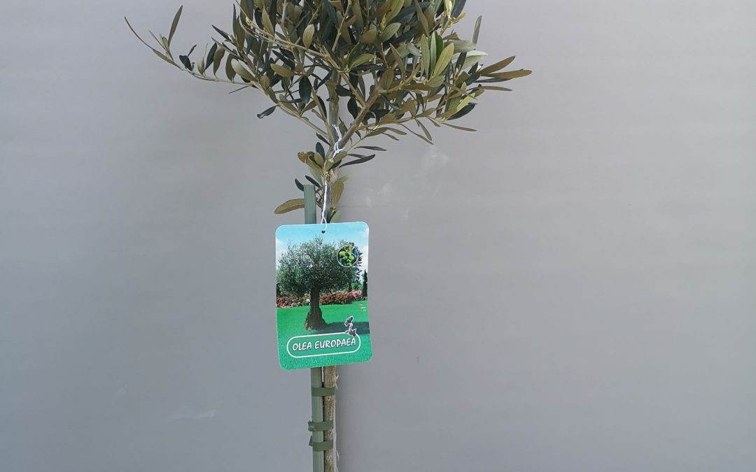 Olea europea – maslina