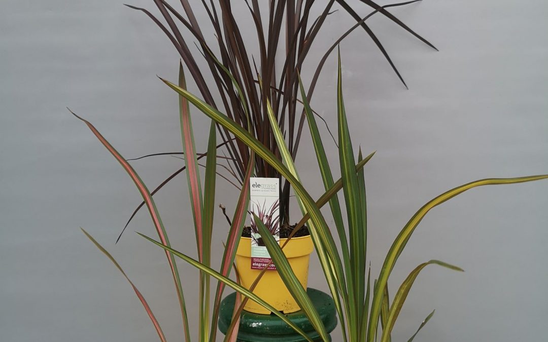 Phormium