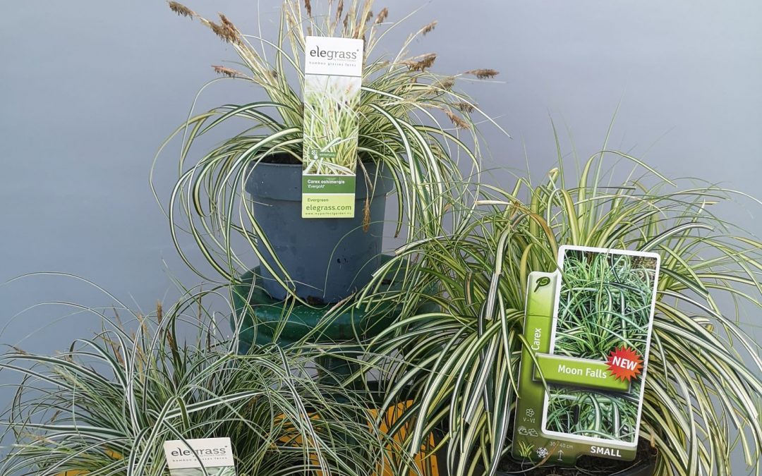 Carex