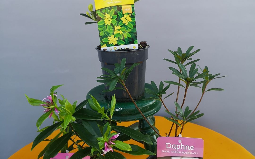 Daphne