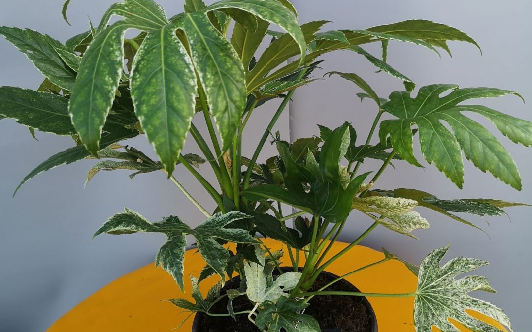 Fatsia