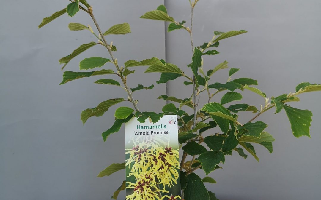 Hamamelis