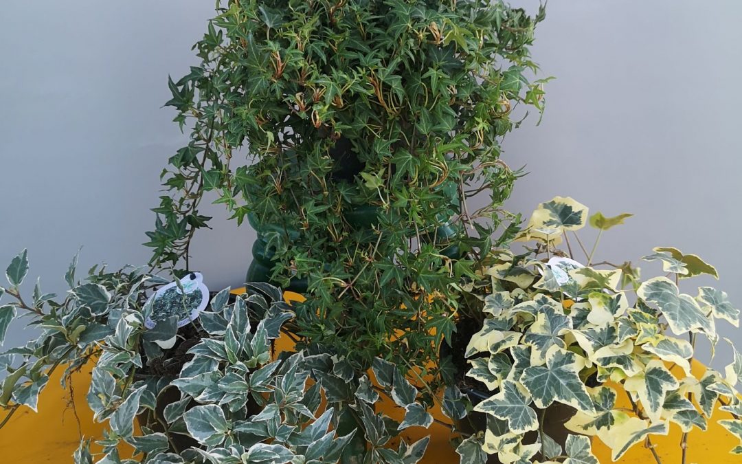 Hedera