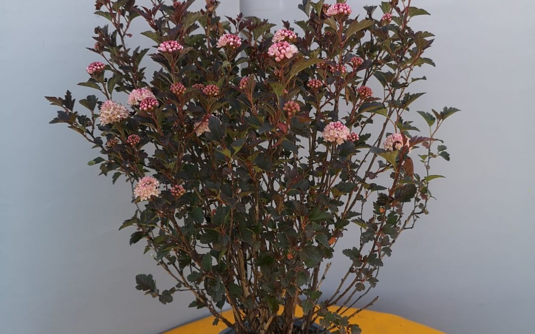 Physocarpus