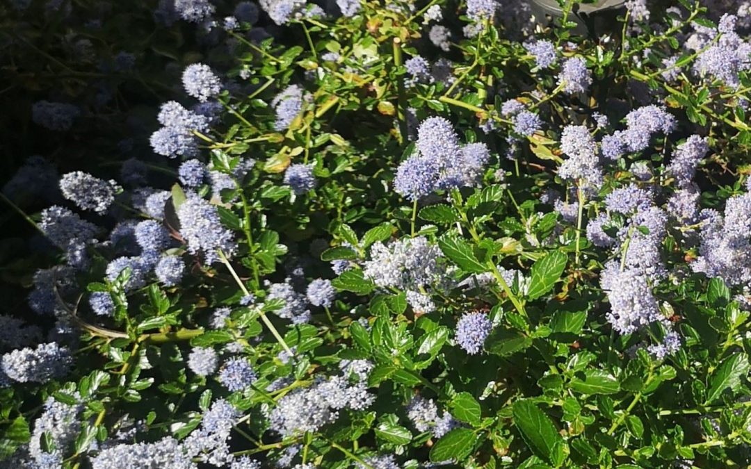 Ceanothus repens