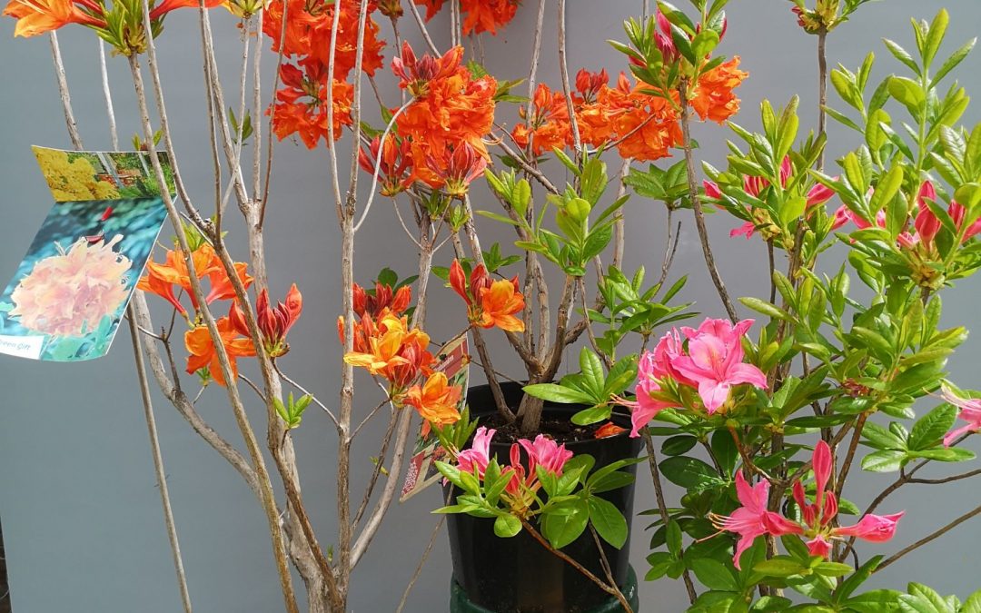 Rhododendron/azalea