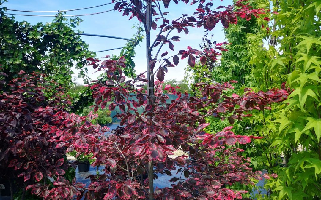 Fagus sylv. purpurea Tricolor