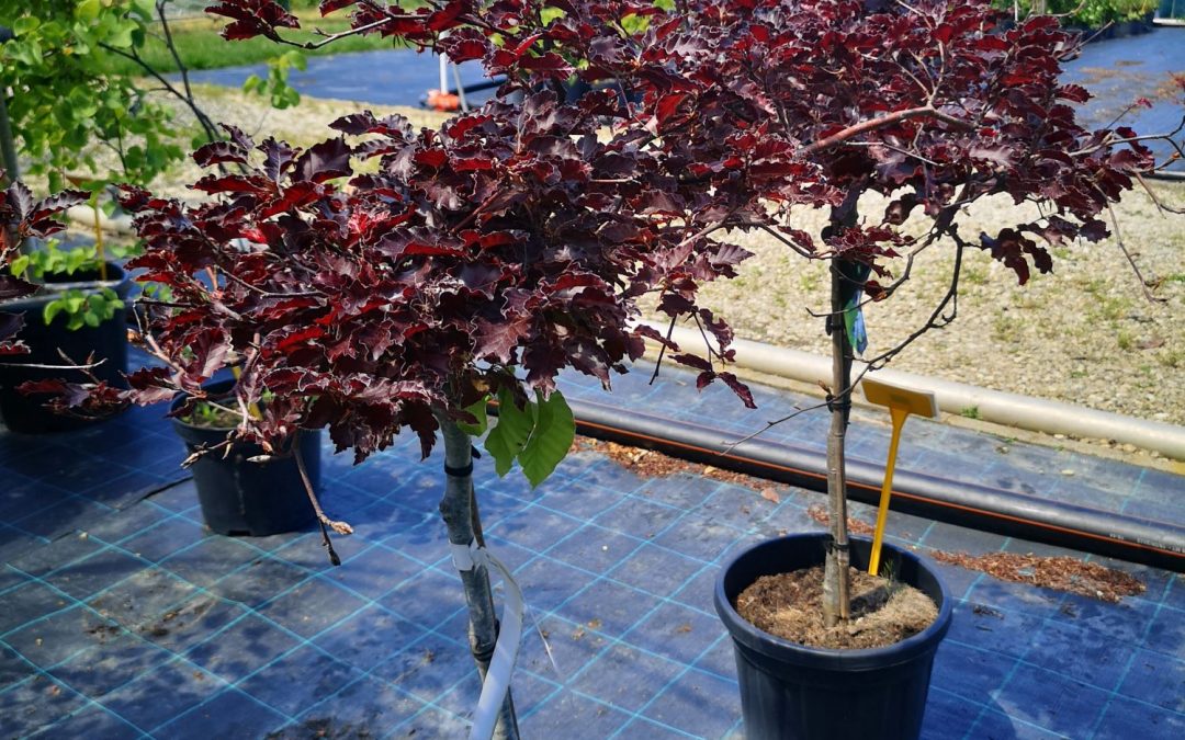 Fagus sylv. Rohan Weeping