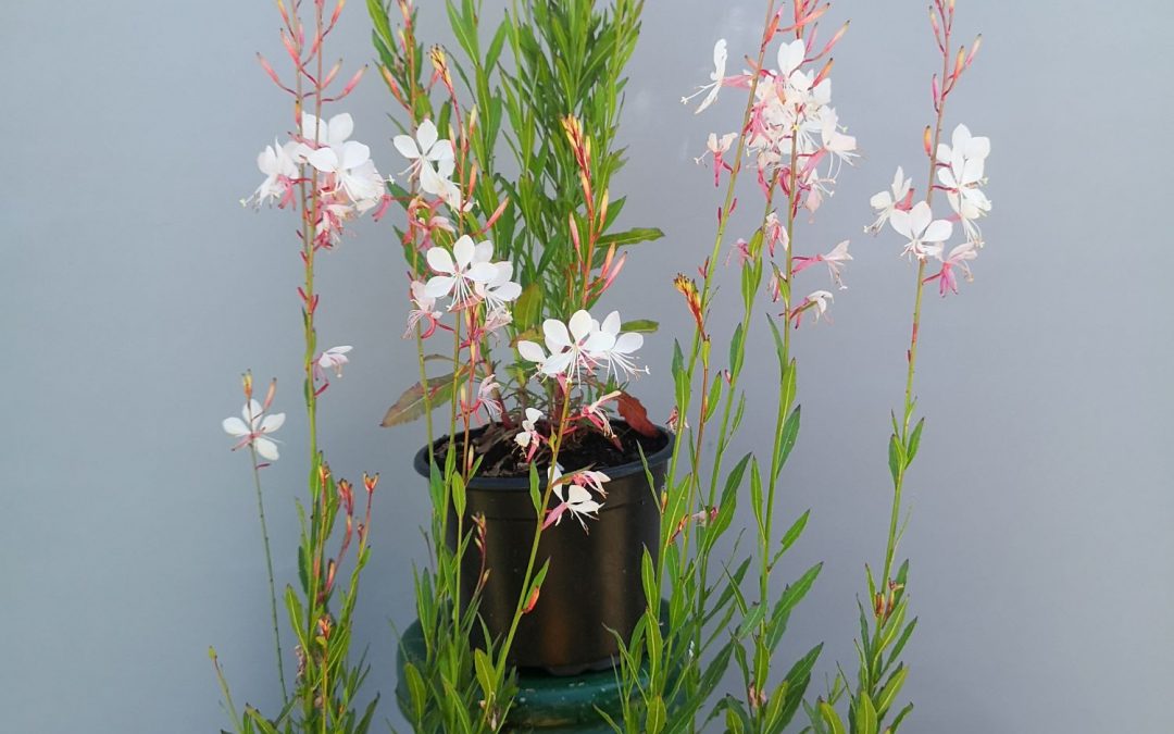 Gaura