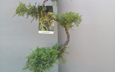 Juniperus x fitzeriana