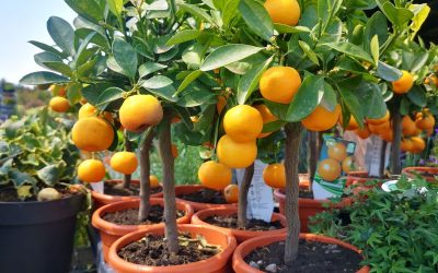 Kumquat citrus japonica