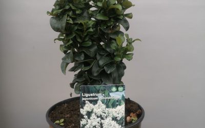 Ligustrum jap. rotundifolium