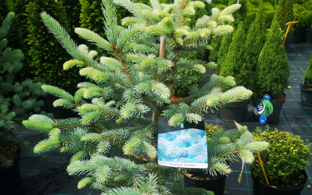 Picea pungens fat Albert