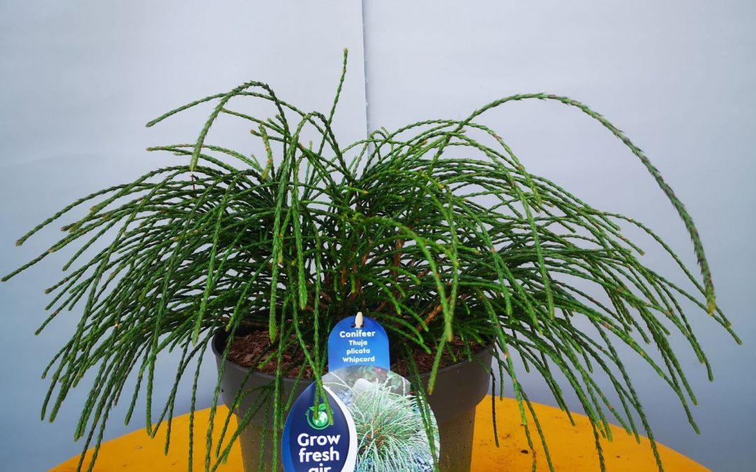 Thuja Whipcord