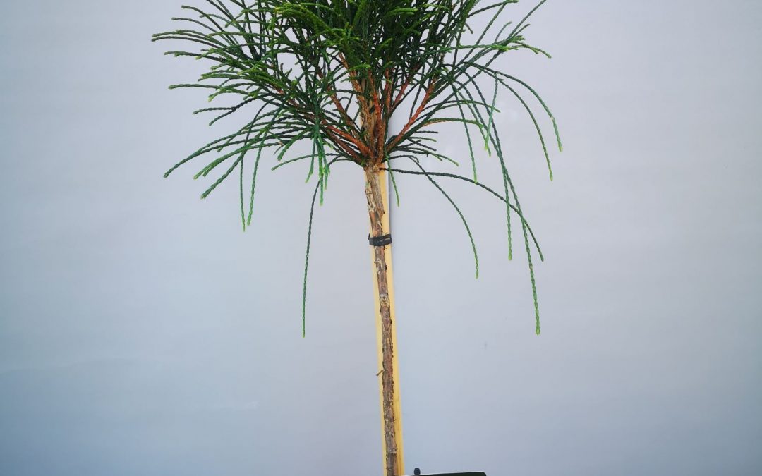 Thuja Whipcord stamm