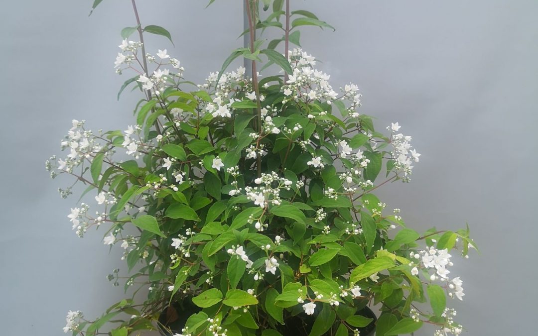 Deutzia
