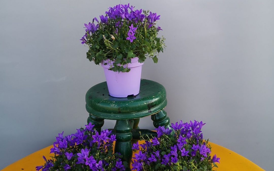 Campanula