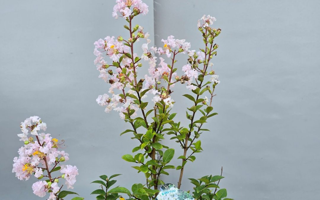 Lagerstroemia with love baby