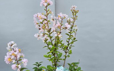 Lagerstroemia with love baby